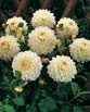 Dahlia  WITTEM